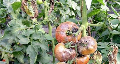 Безопасно ли есть помидоры и картофель с фитофторозом?