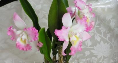 Мастер-класс: орхидеи из холодного фарфора Орхидея из холодного фарфора