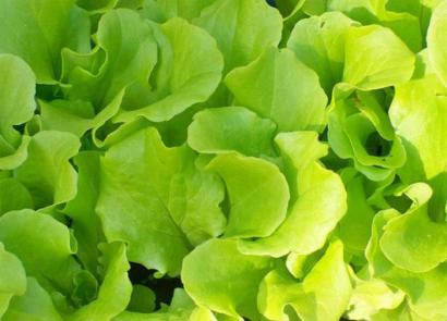 Описание и полезные свойства растения салат листовой Виды и сорта салат-латука