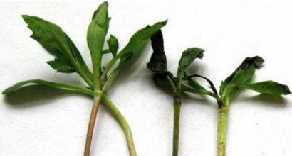 «ГуматЭМ для защиты растений» - профилактика болезней рассады и комнатных растений!