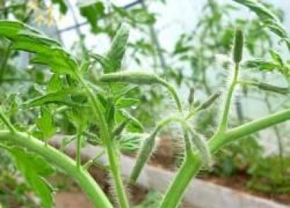 Выращивание помидор в домашней теплице