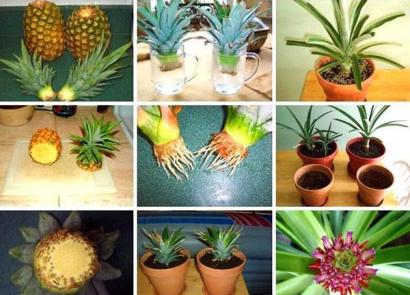 Как вырастить ананас в домашних условиях: уход и размножение
