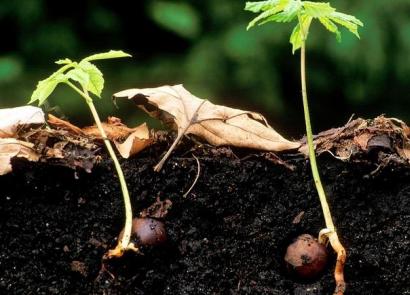 Как вырастить каштан из семени