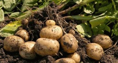 Какие удобрения нужно вносить при посадке картофеля