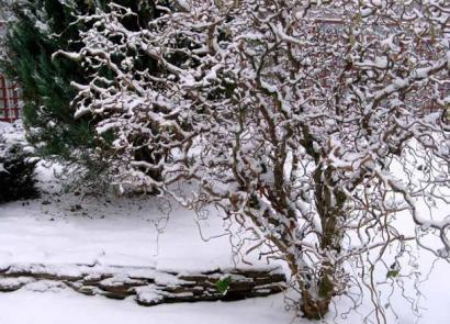 Хвойный сад - таинственная красота Зимние веточки растений с плодами