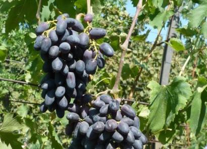 Осенний черный сорт винограда: как вырастить богатый урожай Виноград осенний черный описание сорта
