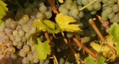 Обработка винограда осенью Нужно ли обрабатывать виноград на зиму